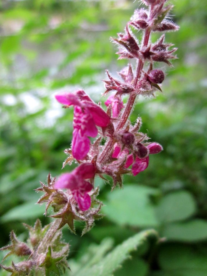 20130628Stachys_sylvatica2