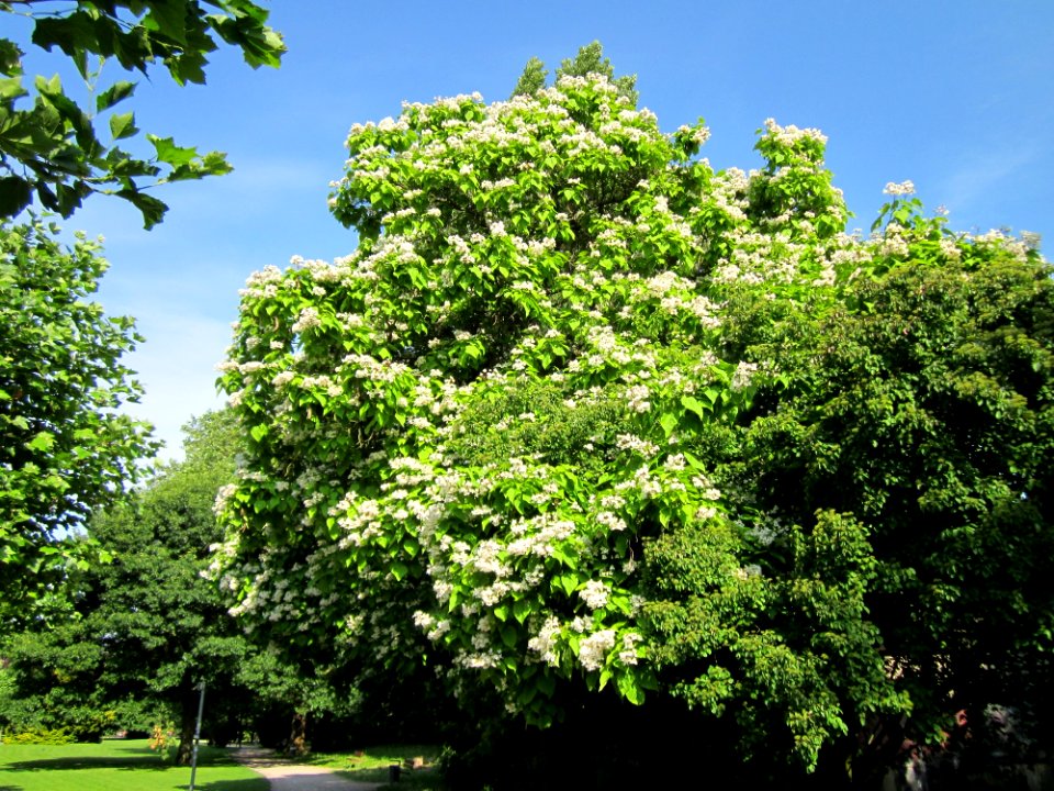 20130702Trompetenbaum_Saarbruecken