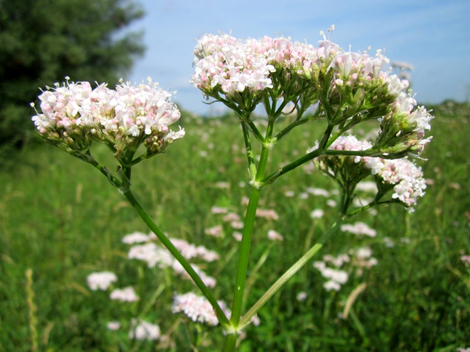 20130702Valeriana_officinalis2