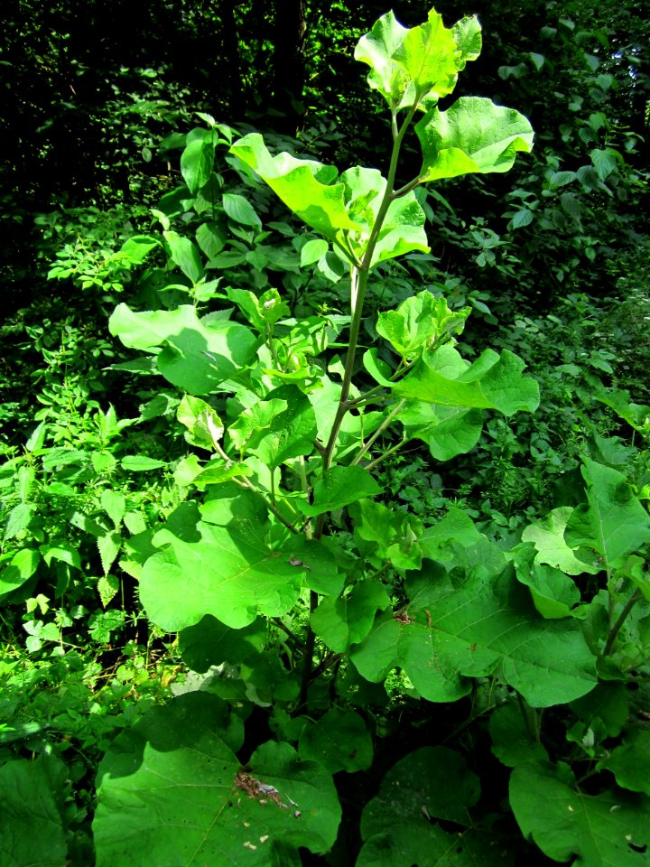 20130702Arctium_lappa
