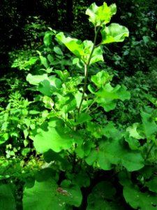 20130702Arctium_lappa
