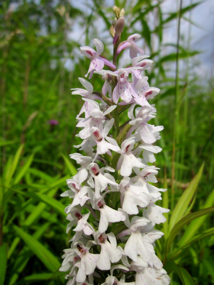 20130702Dactylorhiza_maculata4