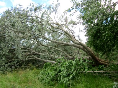 20130621Sturmschaden_Leopoldswiesen3