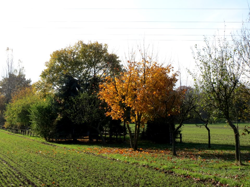 20131115Acer_platanoides2