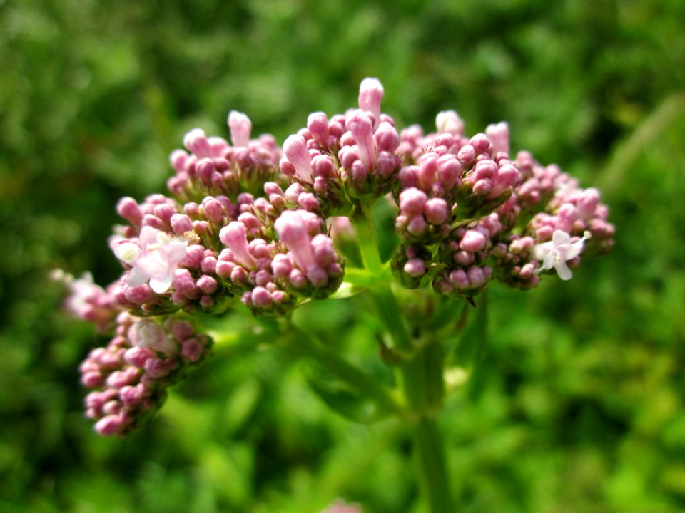 20130628Valeriana_officinalis4