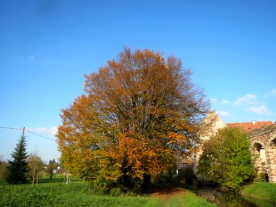 20131115Carpinus_betulus2
