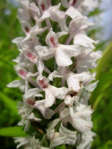 20130702Dactylorhiza_maculatal5