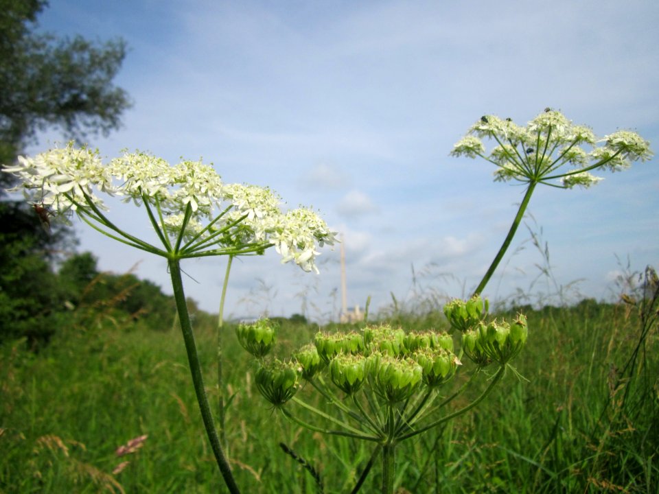 20130702Heracleum_sphondylium1