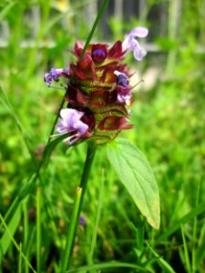 20130705Braunelle_Hockenheim2