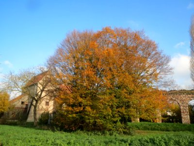 20131115Carpinus_betulus3