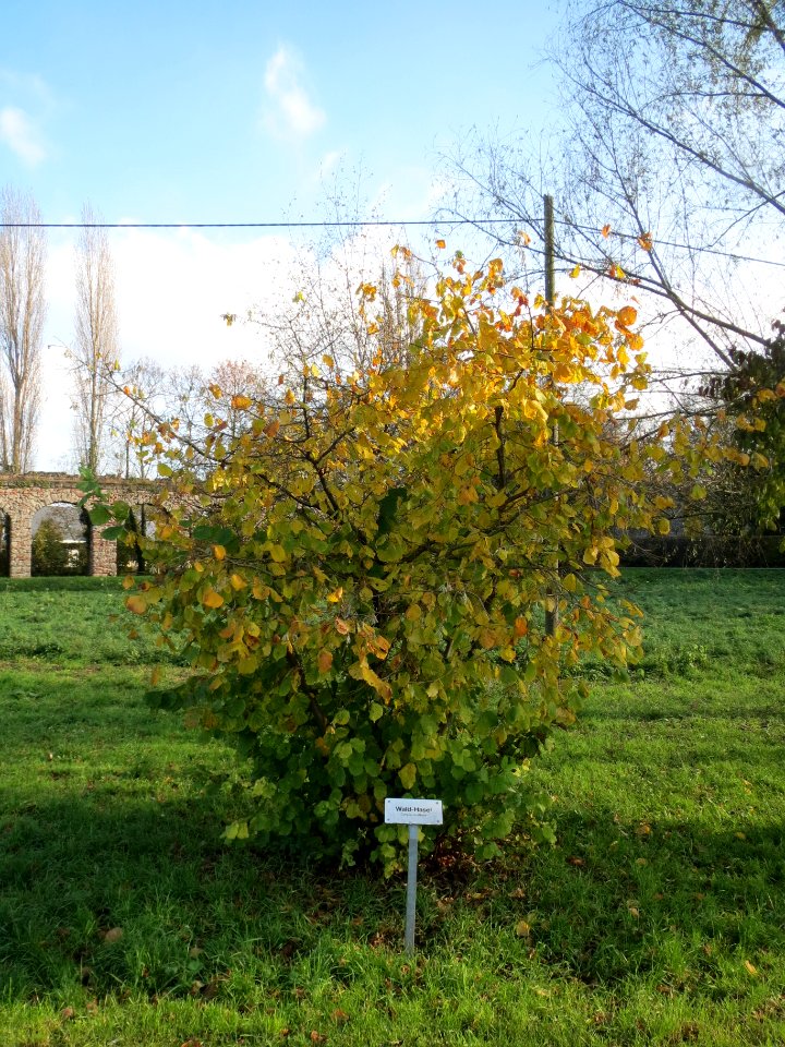 20131115Corylus_avellana