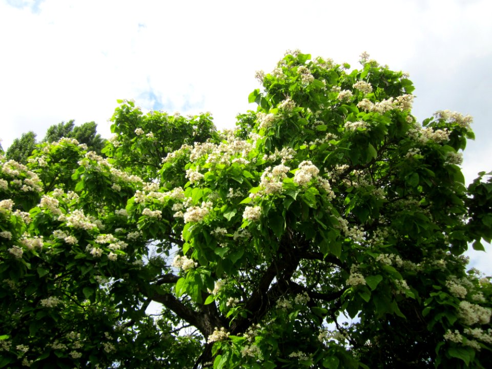 20130630Catalpa_bignonioides3