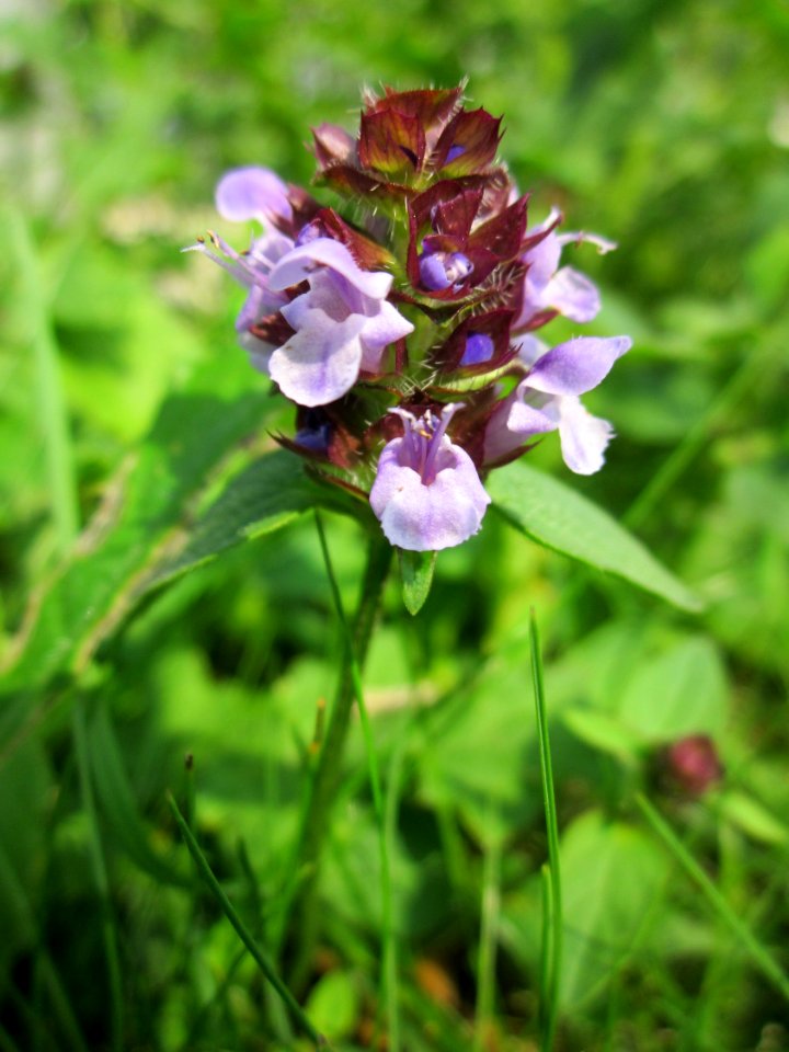 20130705Braunelle_Hockenheim3