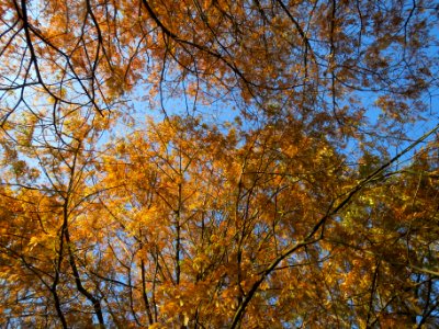 20131111Urweltmammutbaum3