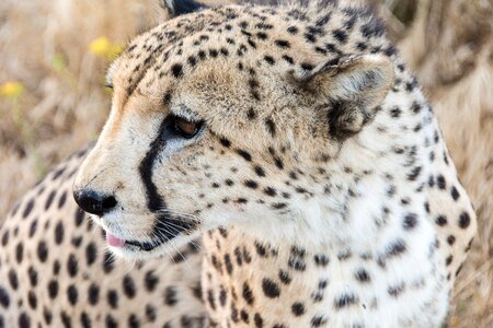 Cat cheetah fur photo