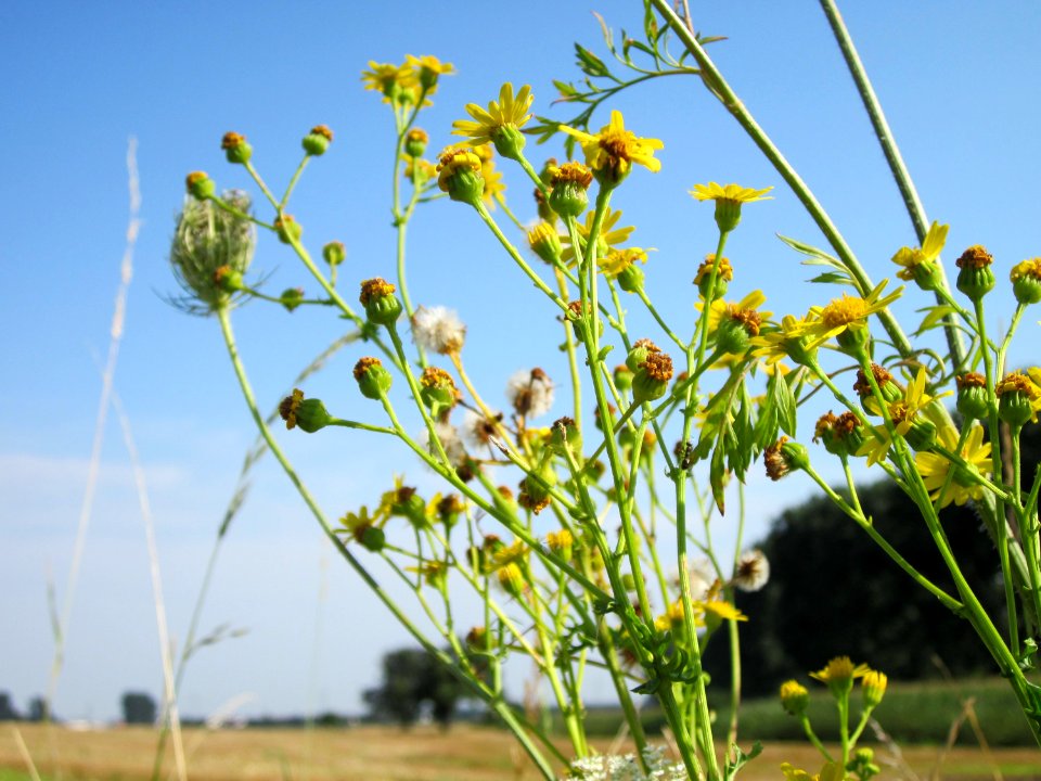 20120725Jacobaea_vulgaris1