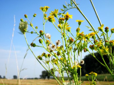 20120725Jacobaea_vulgaris1