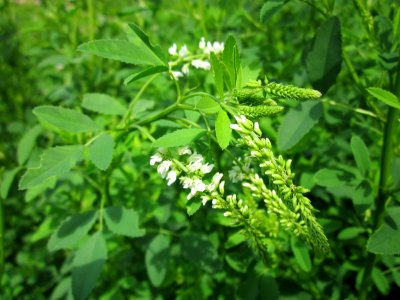 20130628Melilotus_albus3