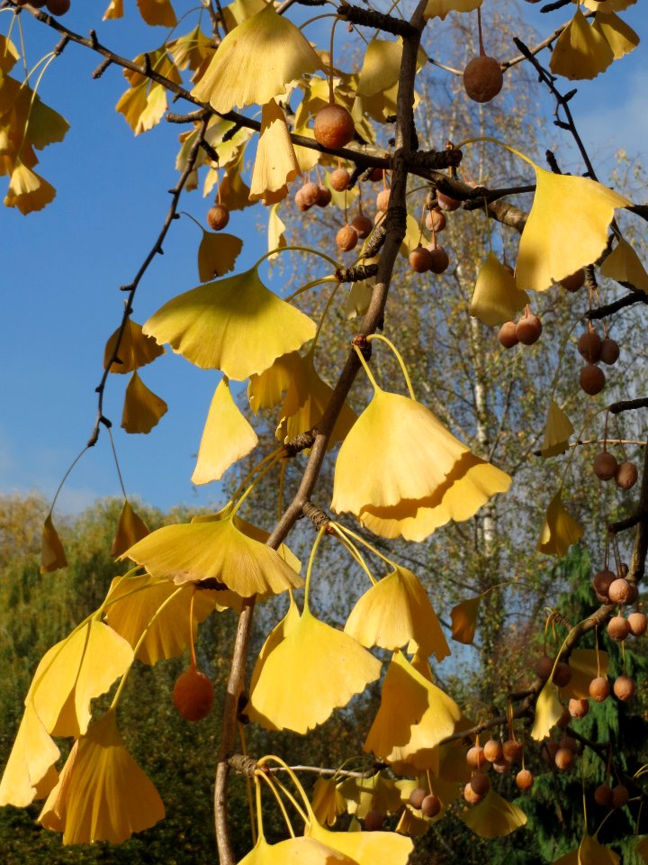 20131111Ginkgo_Hockenheim1