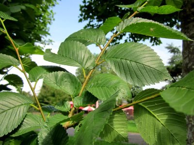 20130628Ulme_Saarbruecken2