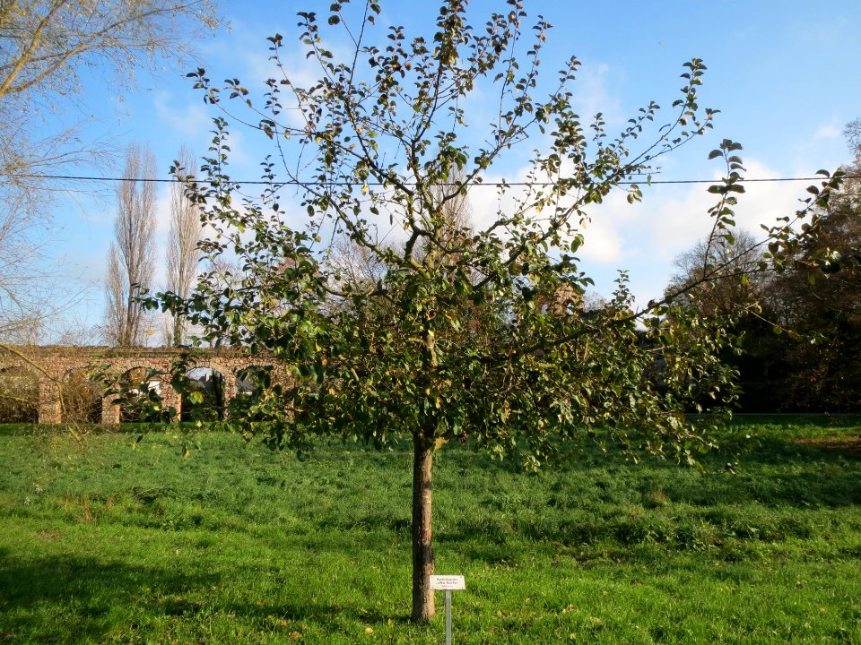 20131115Malus_Schwetzingen1