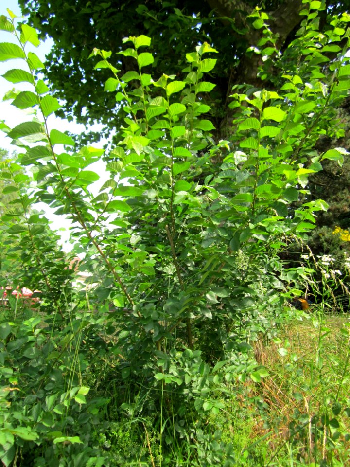20130628Ulme_Saarbruecken1