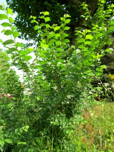 20130628Ulme_Saarbruecken1