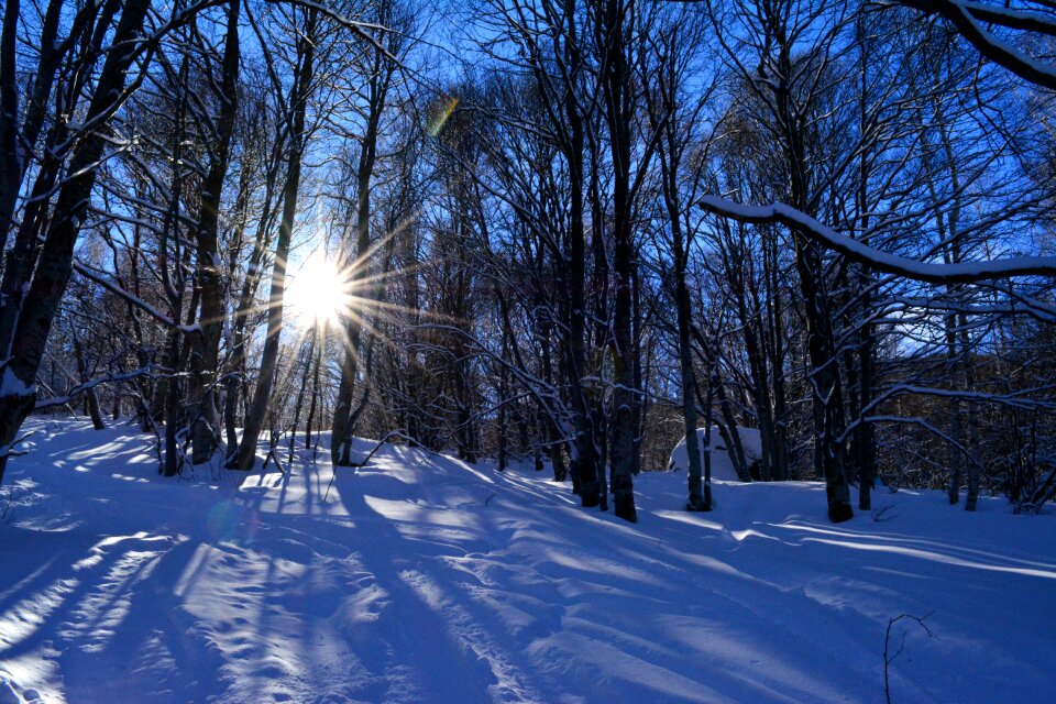 Snow trees blue