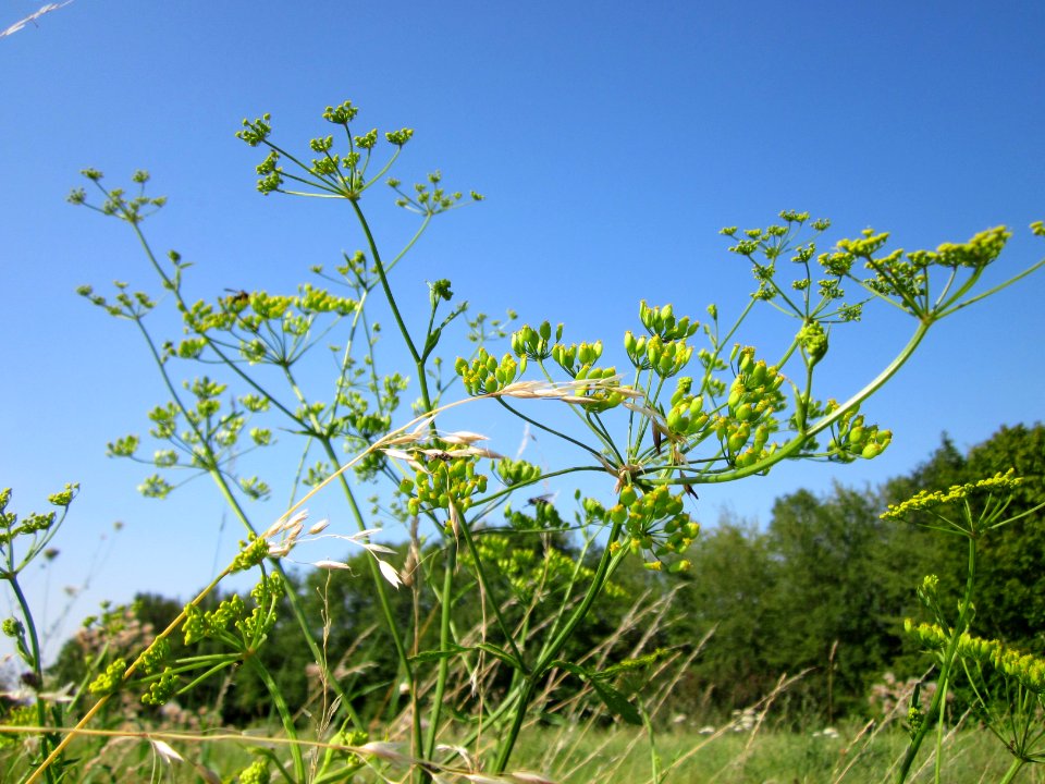 20120725Pastinaca_sativa1