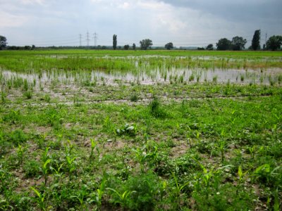 20130625Feld_Hockenheimer_Rheinbogen1