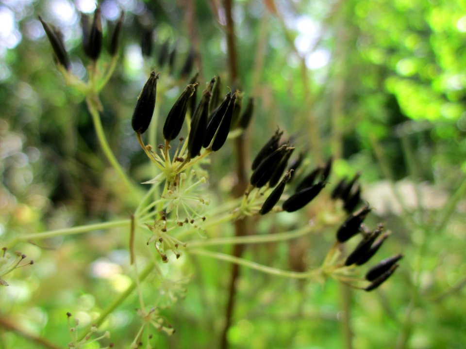 20130703Chaerophyllum_temulum2