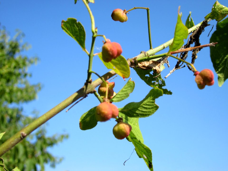 20120725Euonymus_europaeus3