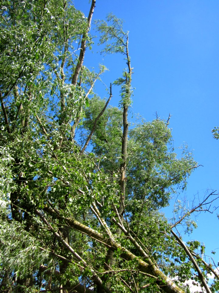 20130621Sturmschaden_Gartenschaupark_Hockenheim3
