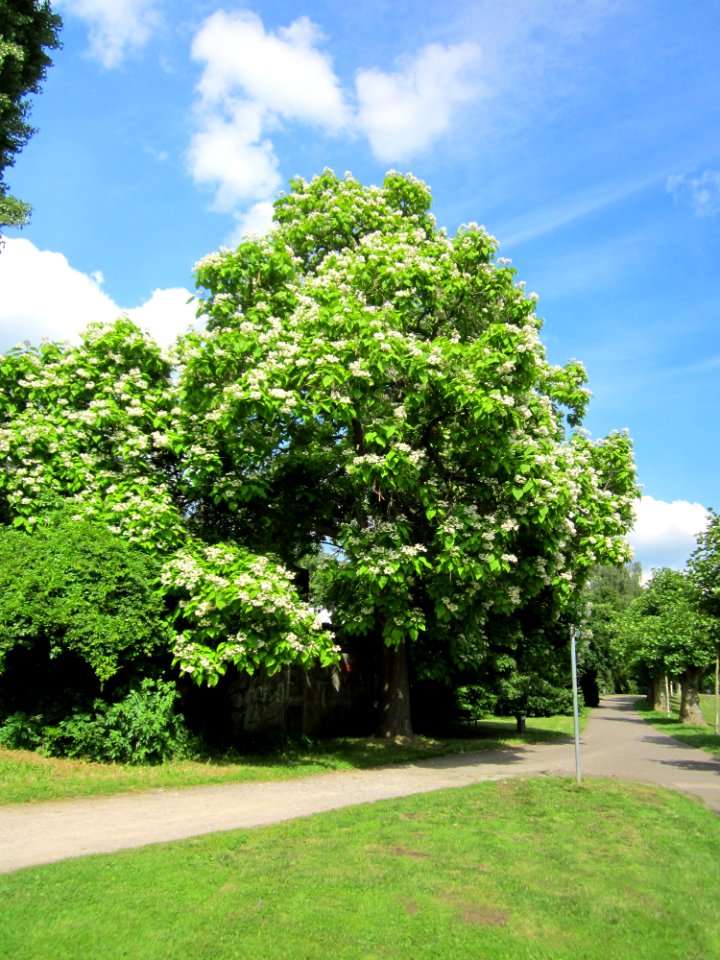 20130701Trompetenbaum_Staden1