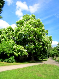 20130701Trompetenbaum_Staden1