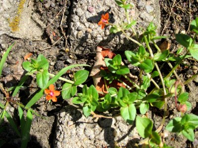 20120724Lysimachia_arvensis1
