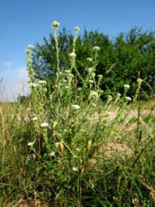 20120725Berteroa_incana1