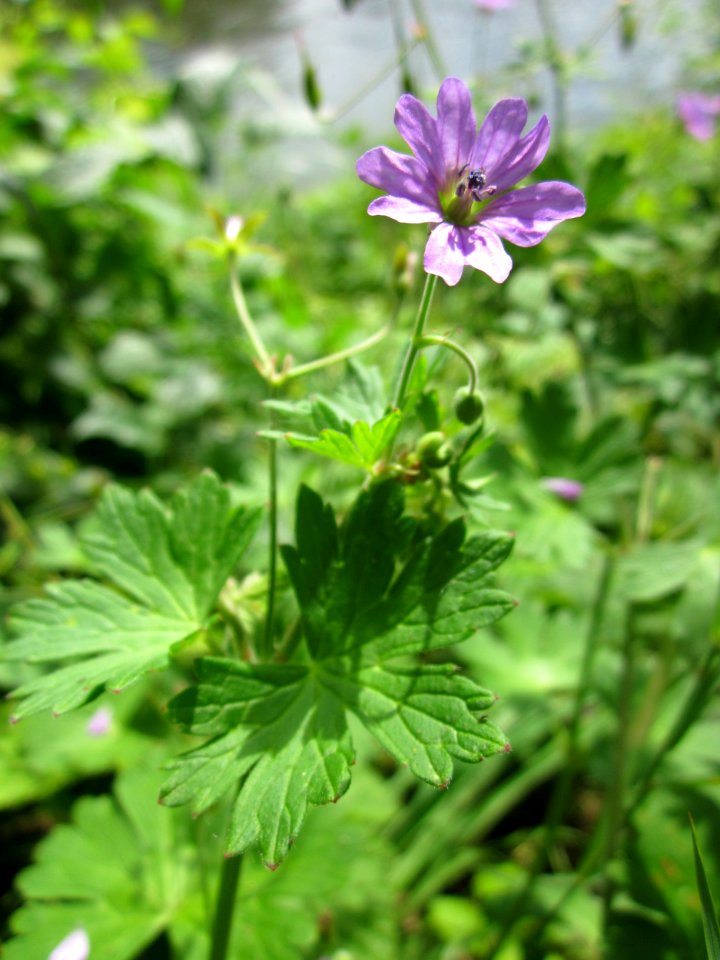 20130701Storchschnabel_Staden1
