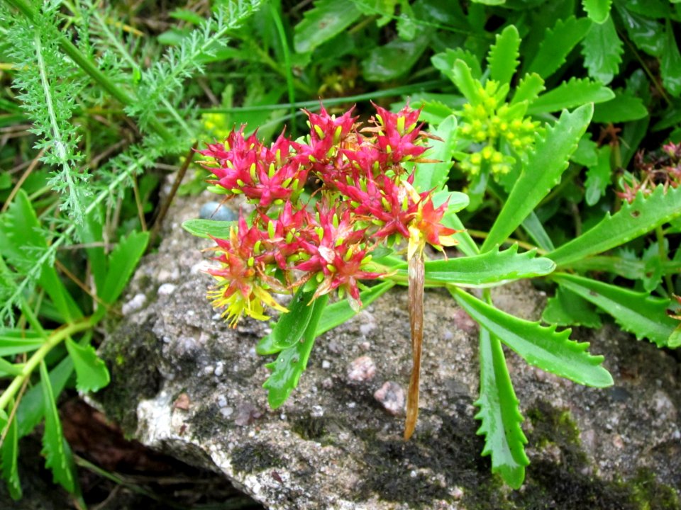 20120721Phedimus_middendorffianus