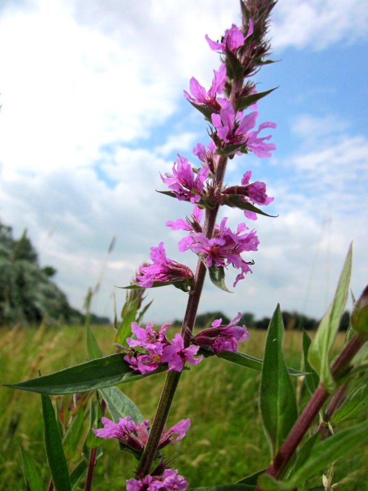 20130625Blutweiderich_Hockenheim2