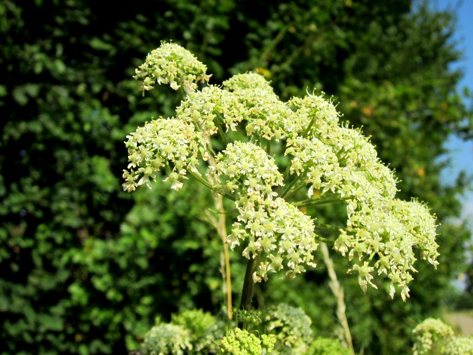20120725Heracleum_sphondylium5