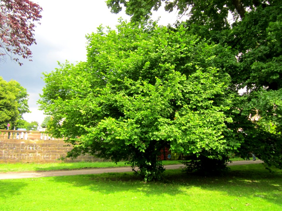 20130628Corylus_avellana1