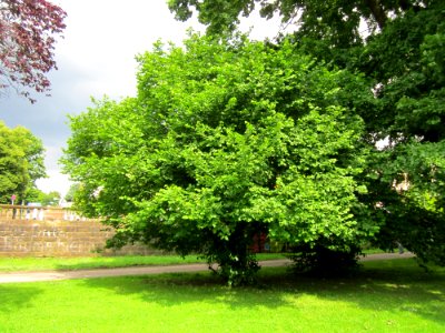 20130628Corylus_avellana1