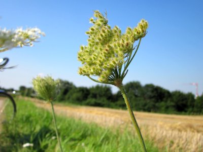 20120725Daucus_carota5