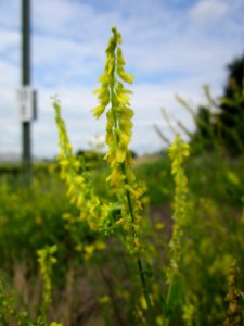 20130704Steinklee_Bruchmuehlbach-Miesau