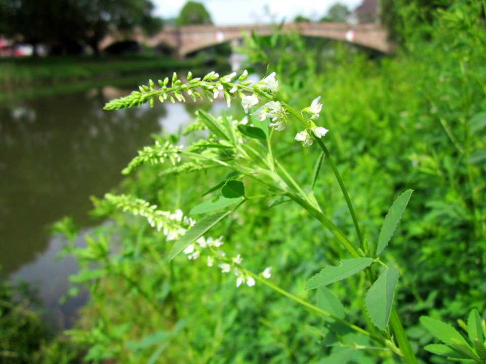 20130628Melilotus_albus2