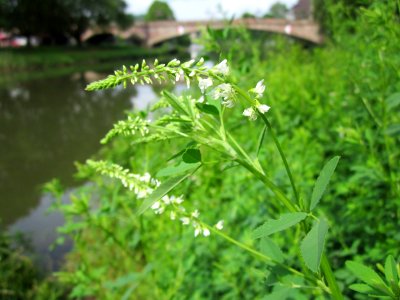 20130628Melilotus_albus2