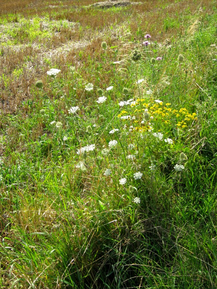 20120725Reilingen49