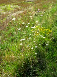 20120725Reilingen49