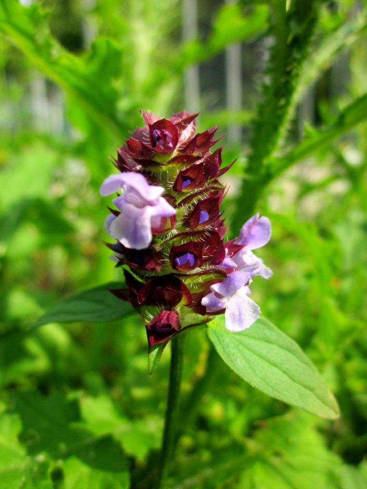 20130705Braunelle_Hockenheim1